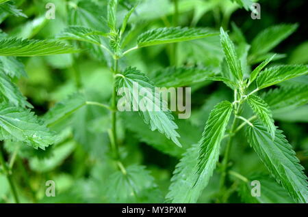 Detail einer frische Brennnessel (Urtica dioica) Pflanze und Blätter in einem städtischen Garten wachsen. Heilung Heilpflanze. Stockfoto
