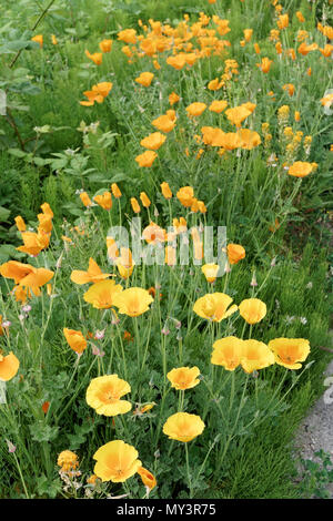 Leuchtend gelb und orange Kalifornien Mohnblumen blühen im Frühling, Vancouver, BC, Kanada Stockfoto