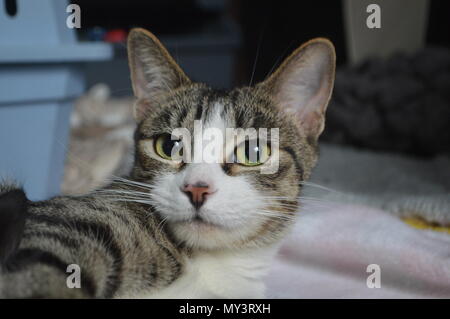 Happy tabby Katze portrait Stockfoto