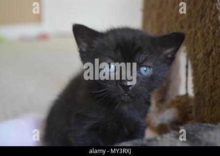 5 Woche alt schwarze Katze Stockfoto