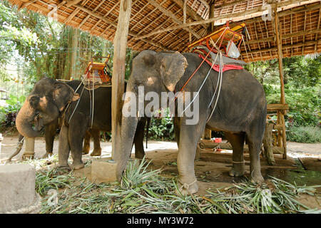 Große Elefanten mit Reiter Sattel in Thailand. Stockfoto