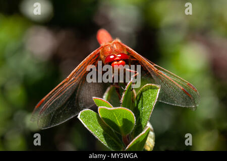 Rote Libelle Makro mit Kopie Raum Stockfoto