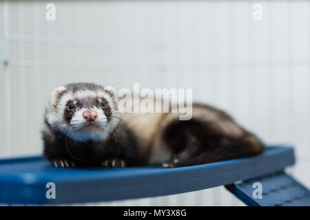 Eine schwarze und weiße Lügen in seinem Käfig auf einem platy Regal Frettchen Stockfoto