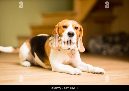 Ein erwachsener Hund der Beagle Rasse liegt auf dem Boden Stockfoto