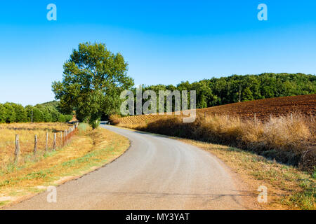 Land Straße mit Bäumen in der Nähe von Massa Marittima in der Toskana, Italien, flankiert Stockfoto