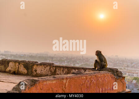 Macaque Affen in Galta Ji-Tempel in Jaipur bei Sonnenuntergang Stockfoto