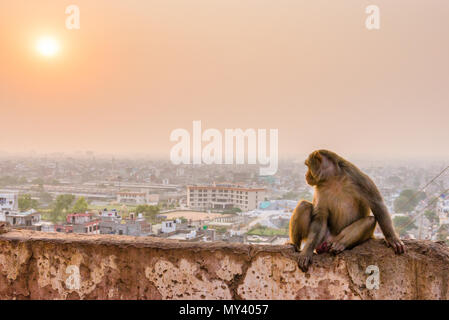 Macaque Affen in Galta Ji-Tempel in Jaipur bei Sonnenuntergang Stockfoto