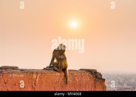 Macaque Affen in Galta Ji-Tempel in Jaipur bei Sonnenuntergang Stockfoto