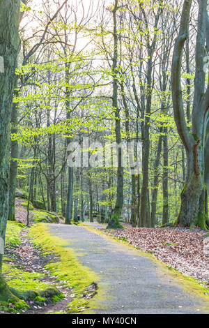 Die untergehende Sonne durch grüne Blätter lugen in Wäldern mit einem Wanderweg, Göteborg, Schweden Stockfoto