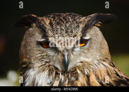 Nahaufnahme, Porträt der Europäischen Uhu Stockfoto