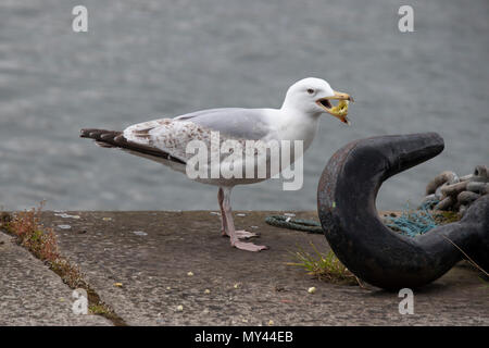 Möwen oder Möwen sind Seevögel der Familie Laridae in der Unterordnung Lari Stockfoto