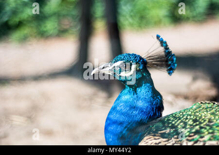 Indische männlichen Pfau oder Pfauen blauer Kopf auf unscharfen Hintergrund in der Natur. Close Up, selektiver Fokus Stockfoto