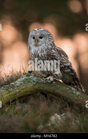 Ural Owl/Habichtskauz (Strix uralensis) auf ein Stück Holz vor der Kante einer Borealer Wald, Jagd in der Dämmerung, Sonnenaufgang, Europa thront. Stockfoto