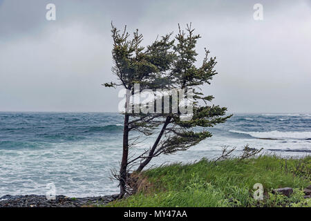 Einsamer Baum bei stürmischem Wetter an der Küste in Öfen, Naturpark, Riverport, Nova Scotia, Kanada. Stockfoto