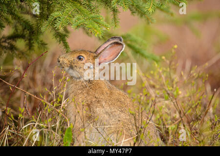 Unterschiedliche Hase, Snowshoe hare (Lepus americanus) im Frühjahr mit Haken Befall, essen Knospen und Zweige, grössere Sudbury, Ontario, Kanada Stockfoto