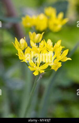 Allium moly Blumen. Stockfoto