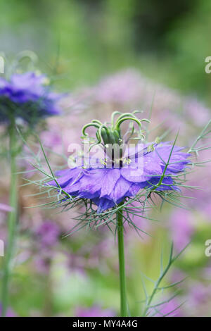 Nigella damascena 'Persischen Juwelen" in einem Bauerngarten. Stockfoto