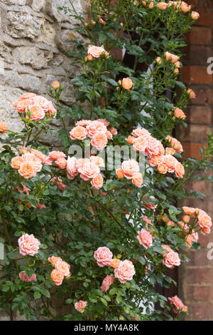 Rosa. Apricotfarben Kletterrose wachsende gegen einen Ziegel und Stein Wand. Stockfoto