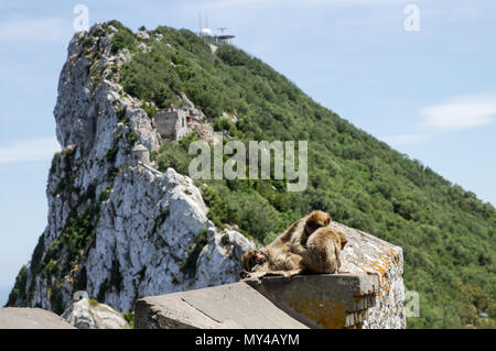 Berühmte Barbary Affen auf einem alle auf den Felsen von Gibraltar Stockfoto