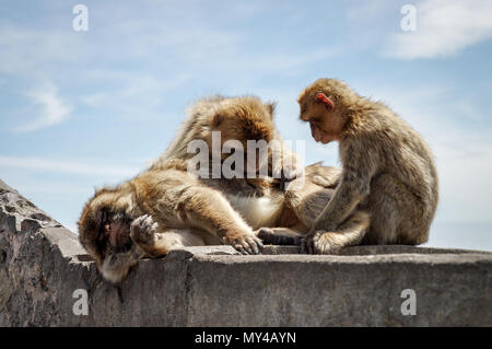 Kolonie der Barbary macaques oben auf dem Felsen von Gibraltar Pflege einander in der Sonne Stockfoto