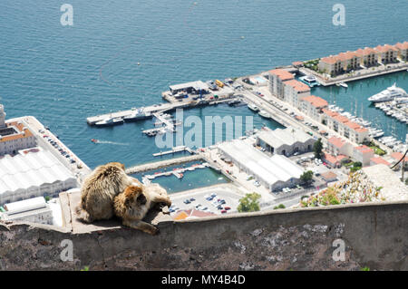 Affen auf einer Wand an den Felsen von Gibraltar sitzend, mit Gibraltar Hafen im Hintergrund Stockfoto
