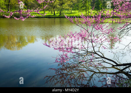 Frühe Licht auf Shoreline redbud Zweige an einem schönen Frühlingsmorgen. Stockfoto