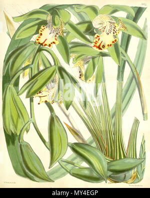 . Abbildung: Cymbidium hookerianum. 1866. Walter Hood Fitch (1817-1892) del. et lith. Beschreibung von James Bateman (1811-1897) 129 Cymbidium hookerianum Stockfoto