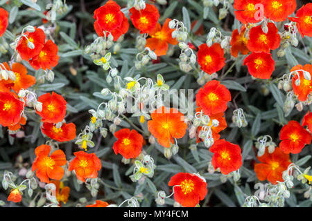 Helianthemum Henfield Brillante, Rock Rose in voller Blüte Stockfoto