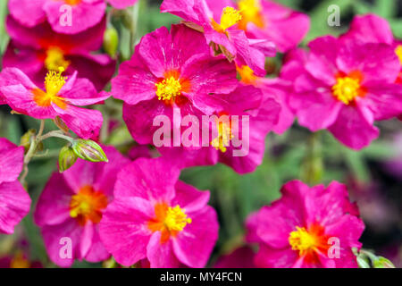 Lila Helianthemum Rock Rose Blume aus nächster Nähe Stockfoto