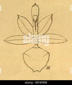 . Abbildung: Kefersteinia stapelioides. 1858. Heinrich Gustav Reichenbach (1823-1889) Friedrich Wilhelm Ludwig Kränzlin (1847-1934) 294 Kefersteinia stapelioides - Ausschnitt von Xenia vol1 pl 25 Abb. III (1858) Stockfoto