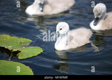 Nicht so ein hässliches Entlein!, Mute swan Cygnets auf einem lokalen Kanal Stockfoto