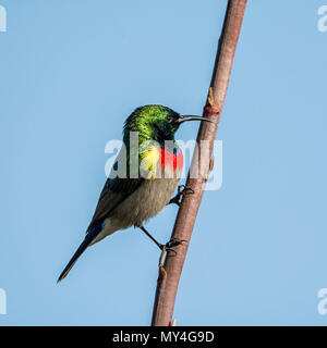 Ein männlicher Doppel-collared Sunbird in voll zur Zucht Gefieder Stockfoto