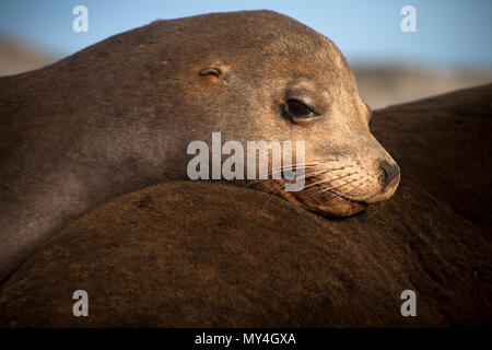 Ein junger Seelöwe auf Coronado Island in der Nähe von Loreto in Mexiko die südlichen Baja California State, 14. Februar 2009. Stockfoto