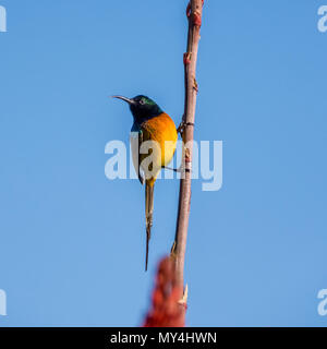 Eine Orange-breasted Sunbird auf eine Aloe Pflanze im Südlichen Afrika gehockt Stockfoto