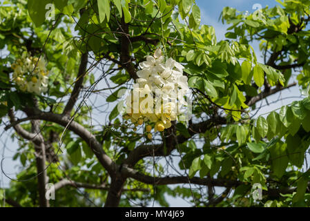 Schöne gelbe und weiße tropische Blumen auf der grossen Insel von Hawaii Stockfoto