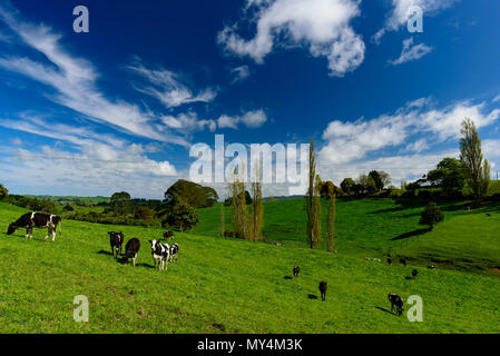 Kuh auf dem grünen Hügel mit blauem Himmel und Wolken, Aussicht auf South Island, Neuseeland Stockfoto