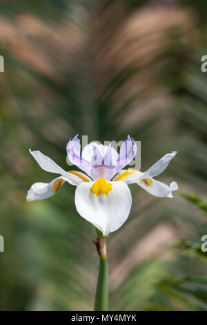 Dietes grandiflora, große wilde Iris. Märchen Iris Blume Stockfoto