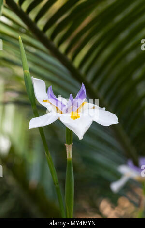 Dietes grandiflora, große wilde Iris. Märchen Iris Blume Stockfoto