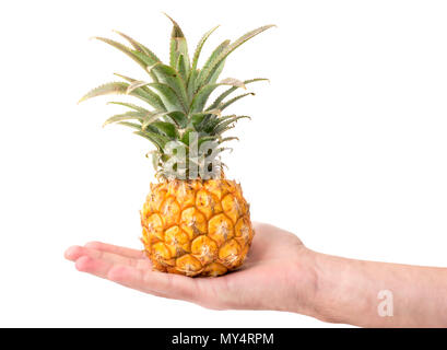 Reife, gelbe Früchte mini Ananas in der Hand eines Mannes auf einem weißen Hintergrund Stockfoto