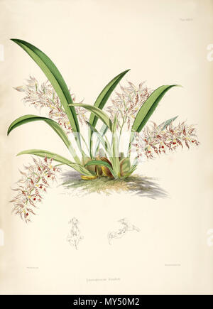 . Abbildung: Odontoglossum blandum. 1874. James Bateman (1811-1897) 395 Odontoglossum blandum Stockfoto