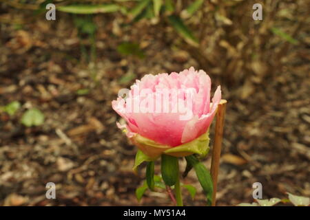 Single rosa Pfingstrose mit Regentropfen Stockfoto