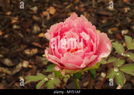 Single rosa Pfingstrose, mit Regentropfen Stockfoto