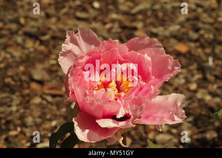 Single rosa Pfingstrose, voll geöffnet bei Sonnenschein Stockfoto