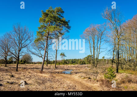 Typische holländische Landschaft des Buurserzand, ein Feuchtgebiet, das Naturschutzgebiet in der Region Twente. Es besteht aus Heide auf alten Flugsand Stockfoto