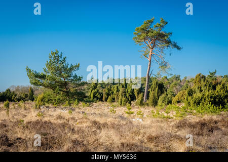 Typische holländische Landschaft des Buurserzand, ein Feuchtgebiet, das Naturschutzgebiet in der Region Twente. Es besteht aus Heide auf alten Flugsand Stockfoto