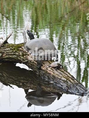 Zwei Schildkröten Sonnen auf einem Baumstamm Stockfoto