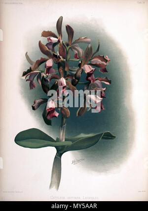 . Cattleya tigrina, Syn.: Cattleya guttata var. leopoldii. zwischen 1888 und 1894. H. Sotheran & Co., London (Editor) 189 Friedrich Sander - Reichenbachia II Platte 77 (1890) - Cattleya guttata leopoldi Stockfoto