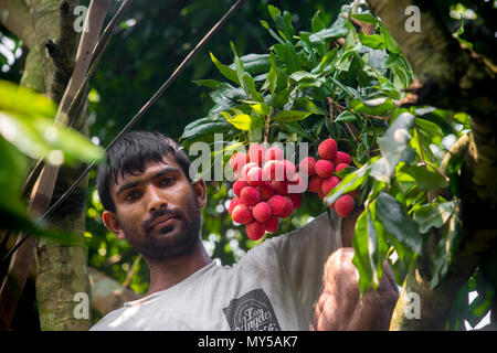 Ein Bauer sah die litschi über den Baum an Rooppur, Ishwardi, Bangladesch. Stockfoto