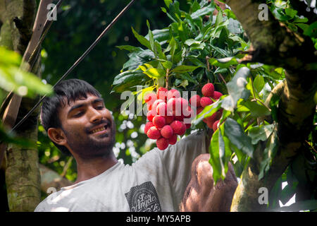 Ein Bauer sah die litschi über den Baum an Rooppur, Ishwardi, Bangladesch. Stockfoto