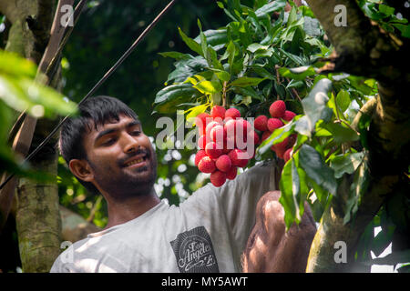 Ein Bauer sah die litschi über den Baum an Rooppur, Ishwardi, Bangladesch. Stockfoto